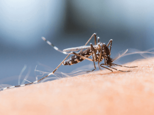 Keep bugs and critters out